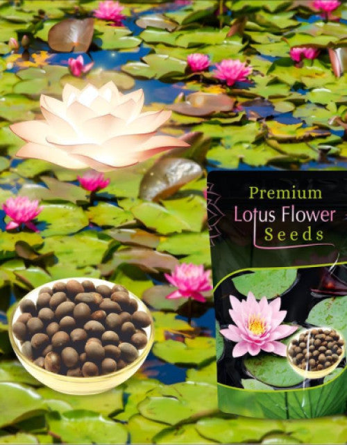 Lotus Flower Seeds for Planting ( 20 Seeds )